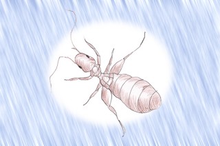 チャタテムシにはアレルギーの原因が どんな症状がでるの?