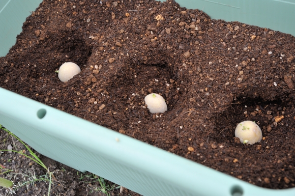 じゃがいものプランター栽培に挑戦 秋植えの種芋は何が良い ぽちさんのひとりごと