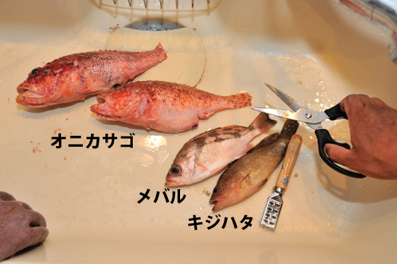 釣った魚のさばき方 オニカサゴを出刃包丁で三枚おろしに ぽちさんのひとりごと